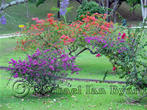 Trinidad Botanical Gardens
